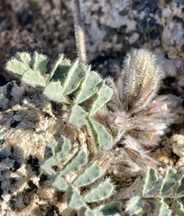 Dalea mollissima