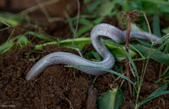 Leposternon microcephalum