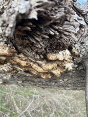 Subantrodia juniperina