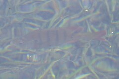 Lepomis macrochirus purpurascens