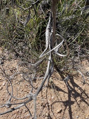 Proboscidea parviflora