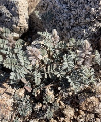 Dalea mollissima