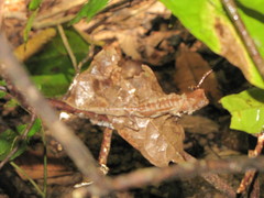 Brookesia stumpffi