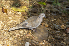Streptopelia decaocto