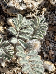 Dalea mollissima