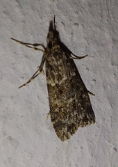 Eudonia lineola
