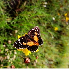 Lepidoptera