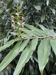 Hedychium