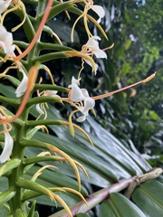 Hedychium