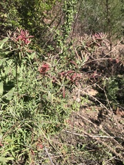 Epilobium canum