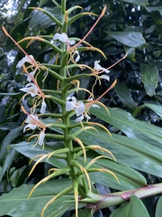 Hedychium