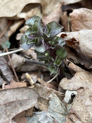 Obolaria virginica