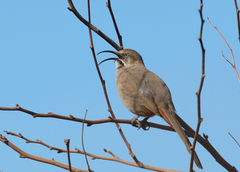 Toxostoma crissale