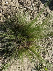 Nassella tenuissima