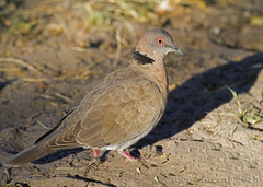 Streptopelia decipiens