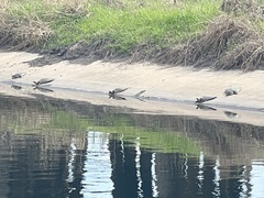 Apalone spinifera guadalupensis