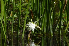 Hymenocallis rotata