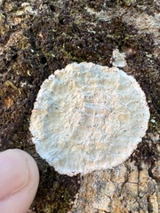 Cryptothecia striata