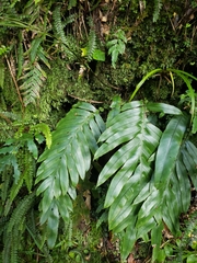 Blechnum colensoi