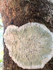 Cryptothecia striata