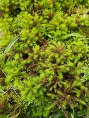 Dendroligotrichum tongariroense