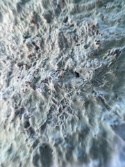 Cryptothecia striata