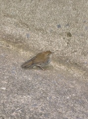 Catharus occidentalis