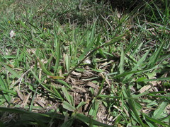 Paspalum notatum