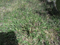 Paspalum notatum