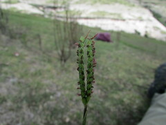Paspalum notatum