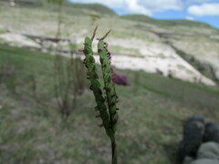Paspalum notatum