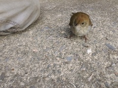 Catharus occidentalis