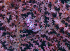 Hippocampus bargibanti