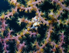 Hippocampus bargibanti