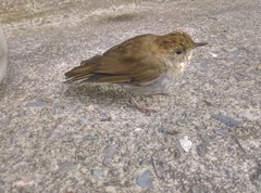 Catharus occidentalis