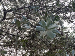 Conocarpus erectus