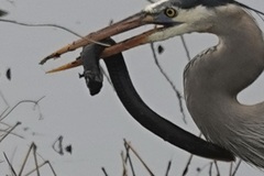 Siren intermedia