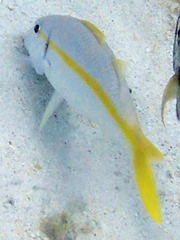 Mulloidichthys martinicus