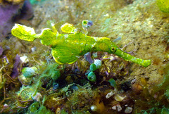 Solenostomus halimeda