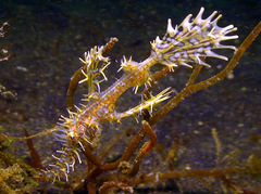 Solenostomus paradoxus