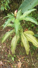 Costus