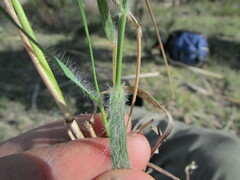 Eragrostis trichocolea