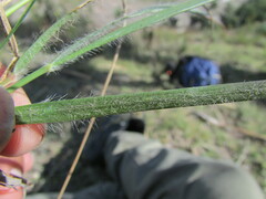 Eragrostis trichocolea