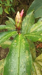 Costus