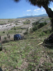 Eragrostis trichocolea