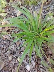 Setaria scheelei
