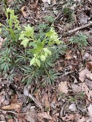 Helleborus foetidus
