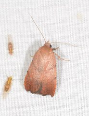 Tortricopsis semijunctella