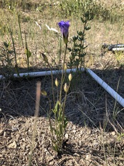 Gentianopsis detonsa