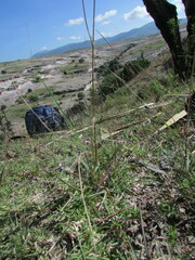 Eragrostis trichocolea